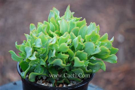 Crassula Blue Waves Resembles A Small Dense Jade Plant With Greenish Blue Undulating Leaves