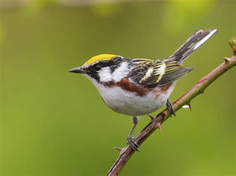 32 Species Of Warblers In Texas Id Song Season Guide