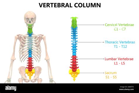 Vertebral Column Of Human Skeleton System Anatomy Stock Photo Alamy