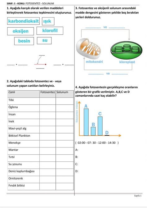 8 sınıf fotosentez ve solunum testi pdf EKONOMİ