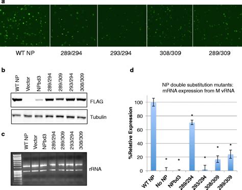 NP Double Amino Acid Substitution Mutants Display Decreased Activity In