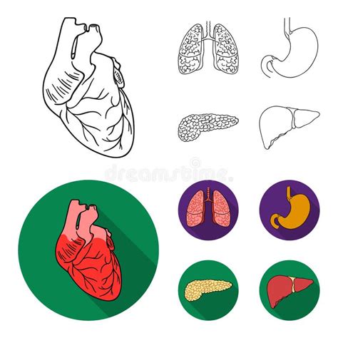 Corazón Pulmones Estómago Páncreas Los órganos Humanos Fijaron