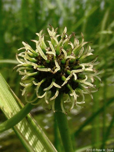 Sparganium Eurycarpum Giant Bur Reed Minnesota Wildflowers