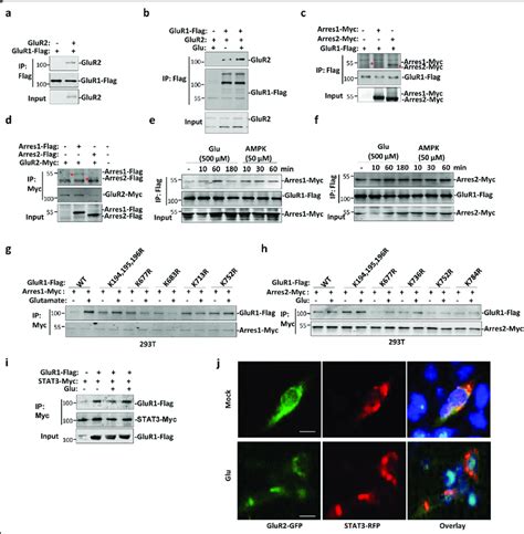 glur  arrestin stat complex formation  dependent  glur