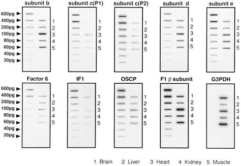 Gene Expression Of Subunit Cp1 Subunit Cp2 And Oligomycin