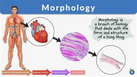 morphology definition  examples biology  dictionary