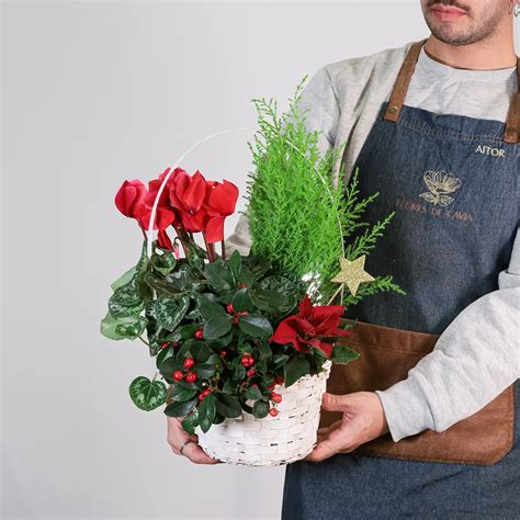 Cesta de plantas navideñas Flores de Cavia