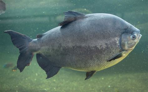 Pacu Fish - Habitat, Care, Feeding, Tank Size, Breeding - AquariumNexus