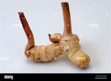 Lesser Galangal Jengibre Chino Alpinia Officinarum Rizoma Studio