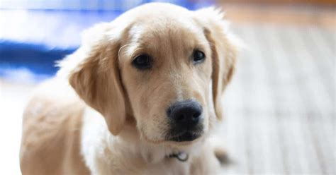 The Complete Guide To Raising A Golden Retriever Puppy – Golden Hearts