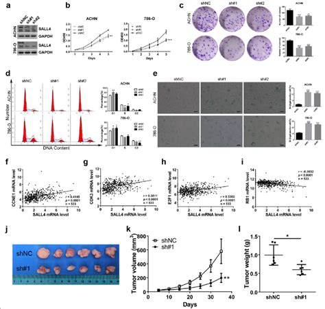 Sall4 Promotes Ccrcc Cells Growth In Vitro And In Vivo A Western Blot