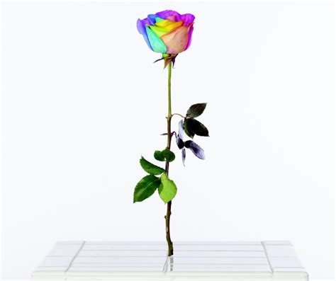 Rainbow Rose - Art+Culture Projects