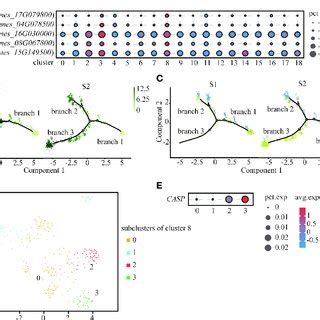 Differentiation Trajectory of Casparian strip. (A) Expression of ...