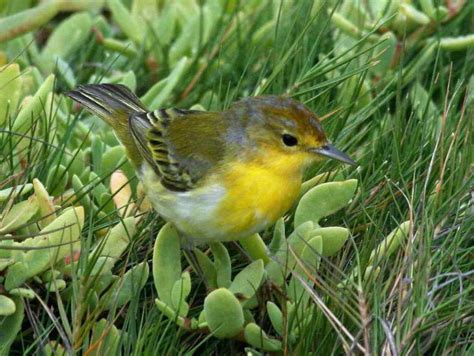 Green Warbler Finch Certhidea Olivacea Endemic To Galápagos From