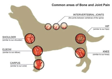 Understanding Arthritis in Dogs and Cats - Teva Veterinary Clinic