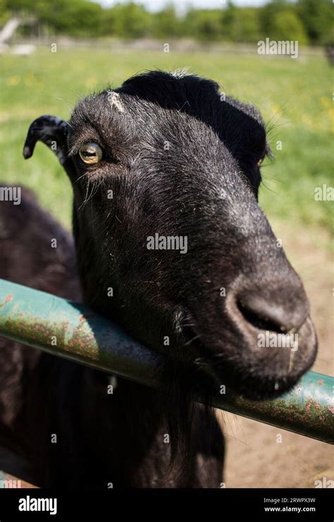 Goat Farmer New York Hi Res Stock Photography And Images Alamy