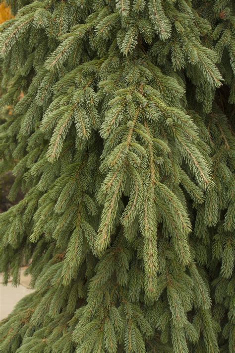 Weeping White Spruce Monrovia Weeping White Spruce