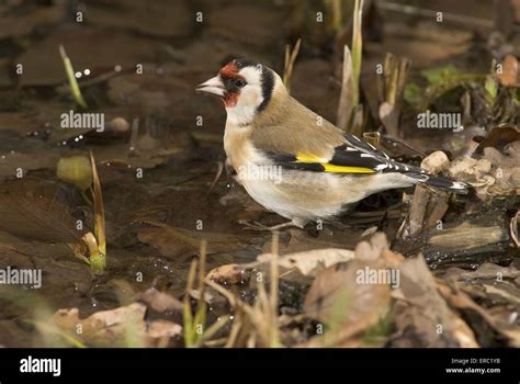 Goldfinch singing hi-res stock photography and images - Alamy