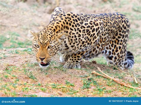 African Leopard Crouching Getting Ready To Pounce On It`s Prey South