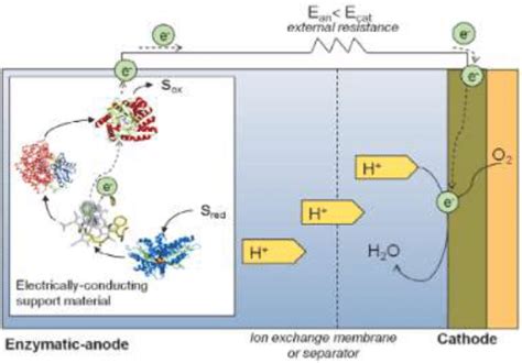 Schematic Diagram Of An Enzymatic Fuel Cell [1] Download Scientific Diagram