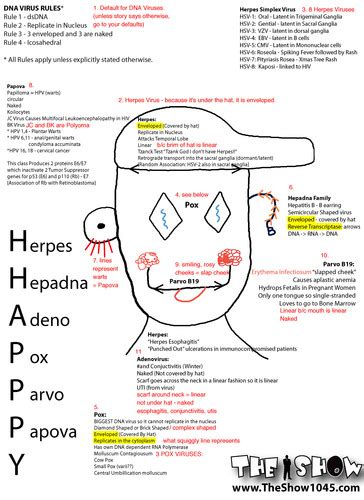 DNA Virus Boy Flashcards Quizlet