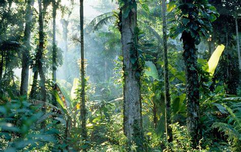 Por que a biodiversidade da Mata Atlântica é tão rica Fauna News