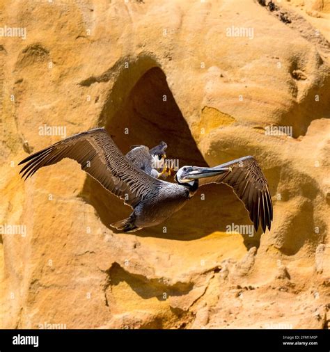 Peregrine Falcon Attacking Pelicans