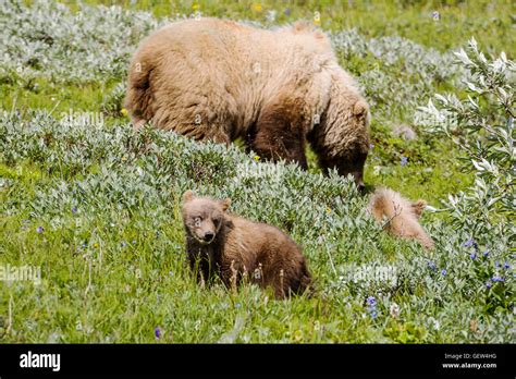 Sow Female Grizzly Bear Ursus Arctos Horribilis With Cubs Near