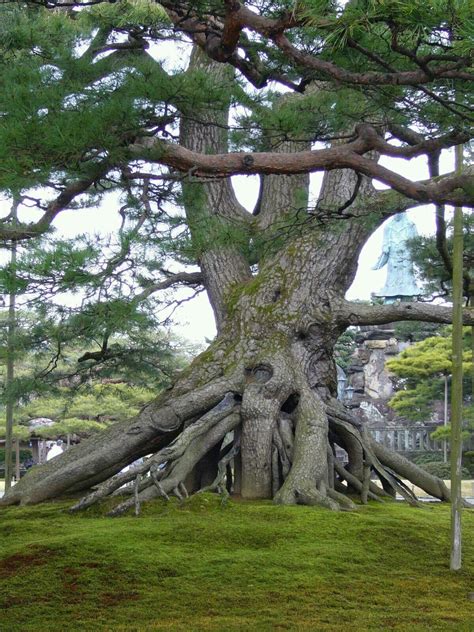 Arbol Del Tule The Biggest Tree In The World By Width Knovhov Tv Artofit