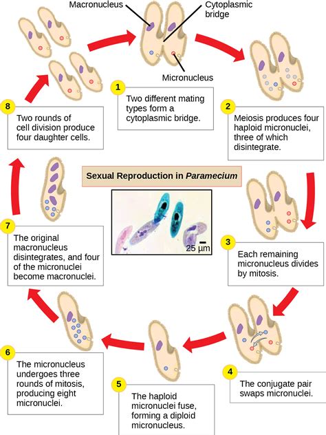 Biology 2e Biological Diversity Protists Groups Of Protists Opened Cuny