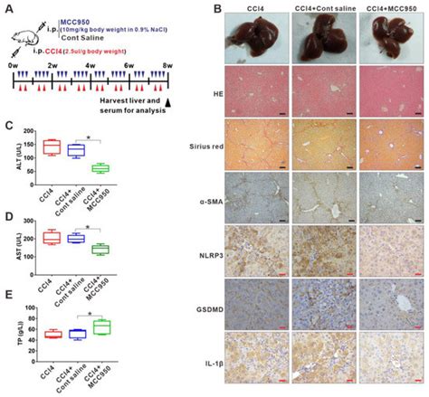 Inflammation: The Cause of All Diseases 