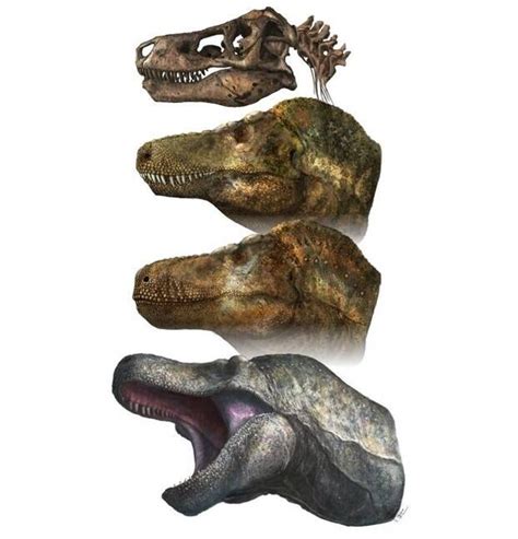 Cambio En El Aspecto Del Tiranosaurio Rex El Dinosaurio Tenía Labios Y