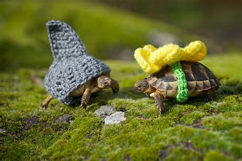 Pictures of Russian Tortoises [13 of the Cuties Images! Babies & Adults]