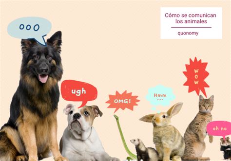 Cómo se comunican los animales 9 ejemplos de comunicación animal