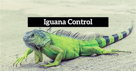 Iguana Control Protect Your Property And Ecosystem