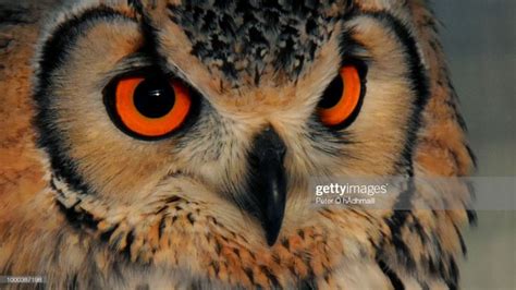 Stock Photo : Ullu the Indian eagle owl | Owl, Eagle, Royalty free images