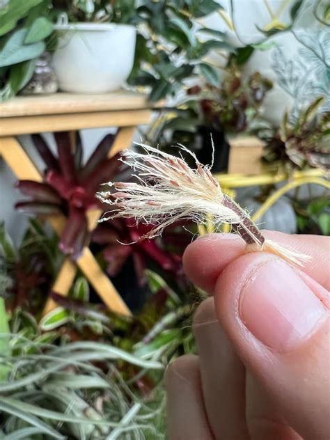 Air Plant Seeds Air Plants Tillandsia Balbisiana Seeds Etsy