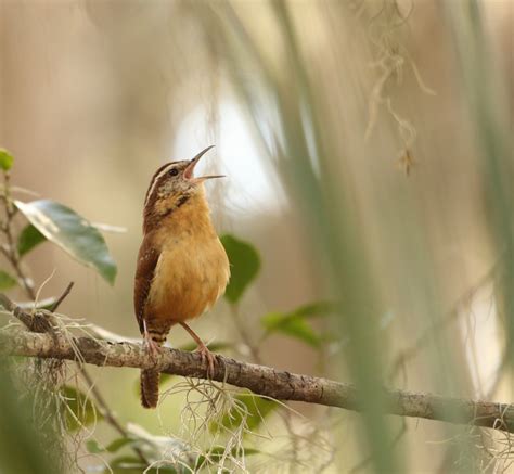 Top 13 Best Singing Birds You Will Ever Hear - HayFarmGuy