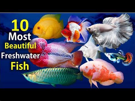 10 Most Beautiful Freshwater Fish for Aquarium – HousePetsCare.com