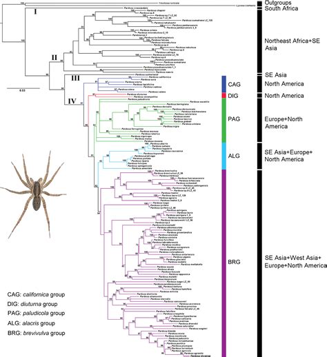 Grassland expansions promoted global diversification of the Pardosa wolf spiders during the late