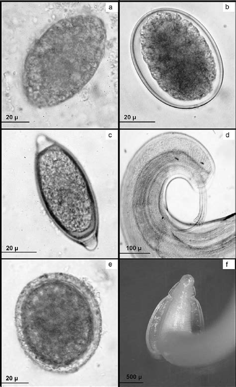 Parasite Eggs And Adult Nematodes A A Download Scientific Diagram