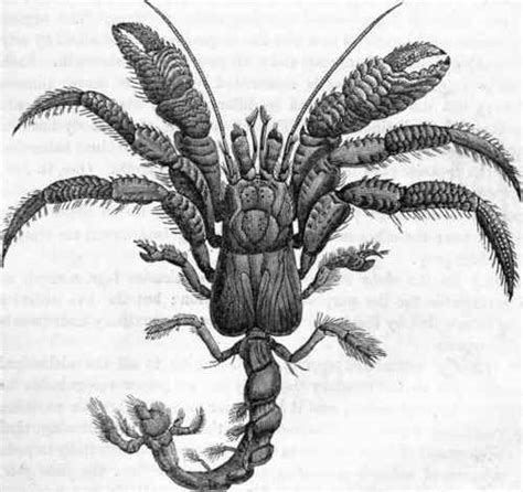 Crustacea Part 2