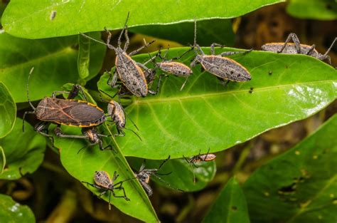 The Stink Bug: Facts, Dangers & Prevention | Apartment Therapy