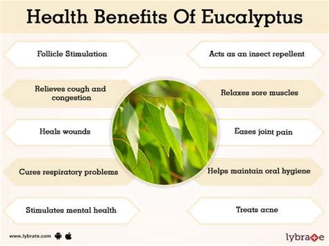 Benefits Of Eucalyptus And Its Side Effects Lybrate