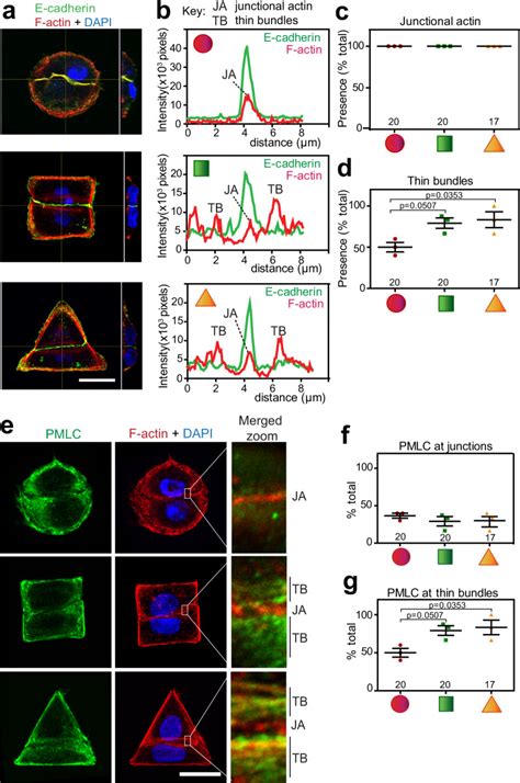 Intrinsic Cell Rheology Drives Junction Maturation Abstract Europe Pmc