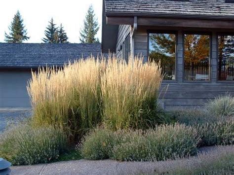 Calamagrostis Karl Foerster Height Google Search Landscape Design