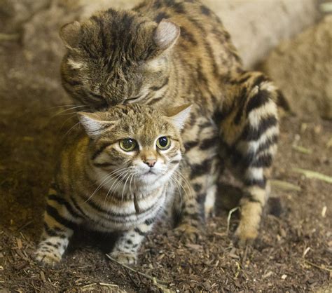 Black Footed Cats Having Sex Nathan Rupert Flickr