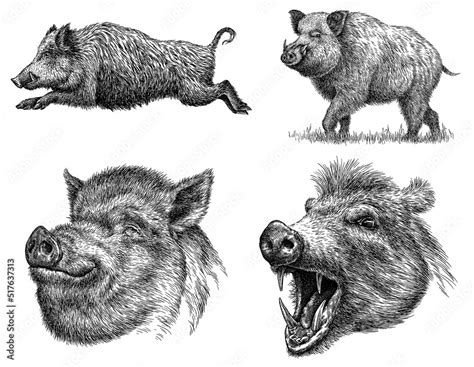 Wild Boar Sketch