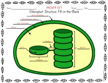 Chloroplast Diagram Printable