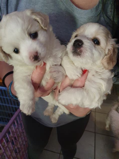 Poodle Puppies in Pretoria (11/11/2019)